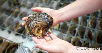 Deze gekweekte oesters belanden niet op een bedje van geschaafd ijs op je bord, maar moeten de bodem van de Noordzee redden