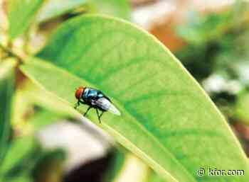 1st on-the-border case of New World screwworm confirmed
