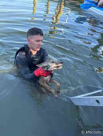 WATCH: 'Dog' rescued from Florida canal turns out to be coyote pup