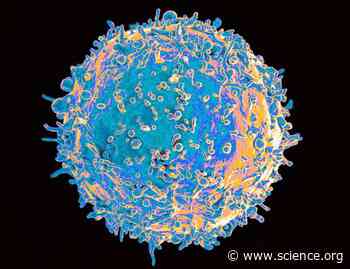 Diacylglycerol kinase ζ in B lymphocytes supports CD40-mediated immune synapse formation, mTORC1 signaling, and plasma cell fate | Science Signaling