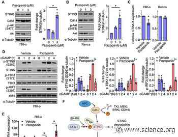 The APC/C adaptor Cdh1 stabilizes STING to potentiate innate immune activation in renal cell carcinoma | Science Signaling