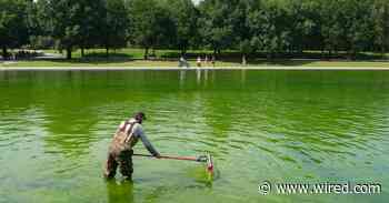 Even the Internet’s Favorite Pool Guy Doesn’t Know How to Fix the Reflecting Pool