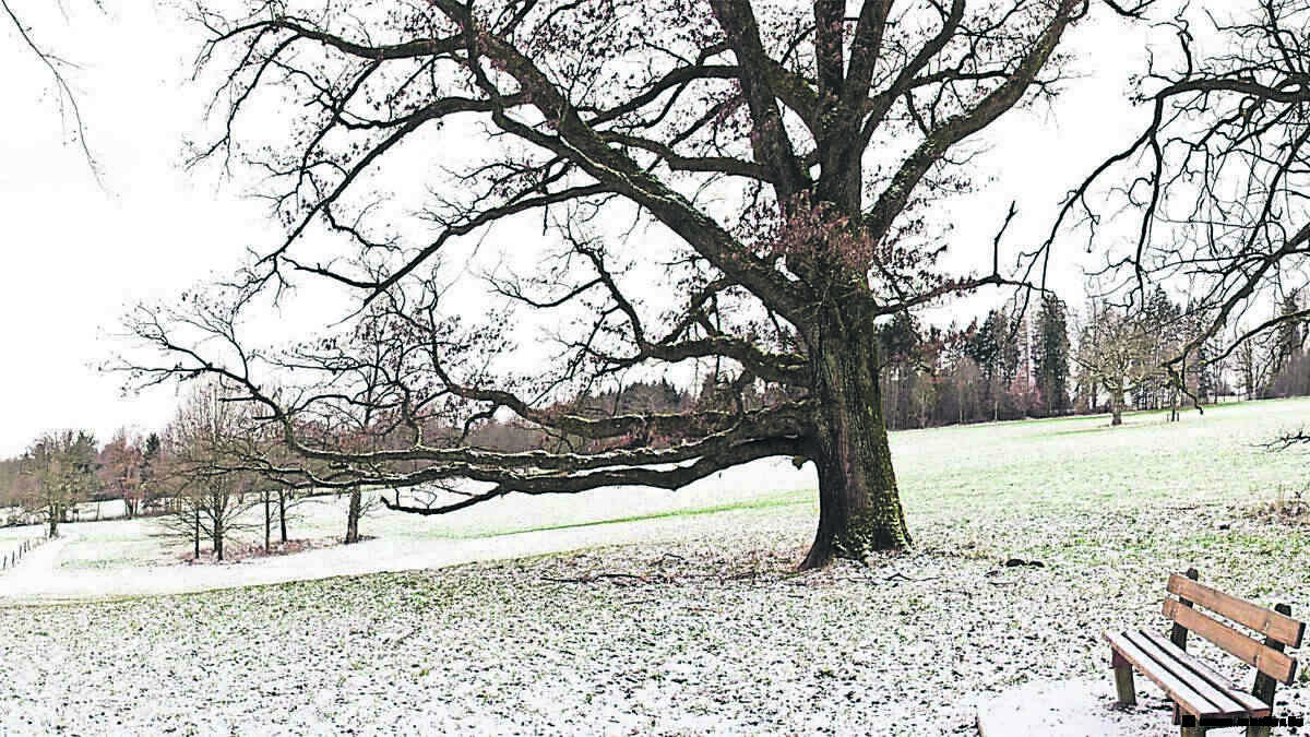 Entsetzen in Dorf am Starnberger See: Wer hat Jahrhunderte alte Methusalem-Bäume gefällt?