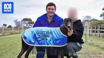 SA greyhound trainer banned for dog's 'unnecessary suffering'