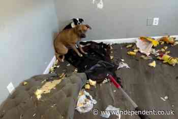 Kristi Noem-led ICE left two dogs in an apartment without food or water for a week after owners were detained: report