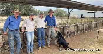 Do expensive rams provide bang for their buck? This trial tests that theory