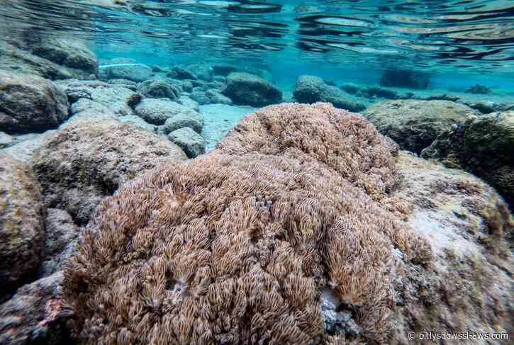 Venezuela y la FAO activan un plan para frenar el avance del coral invasor Unomia stolonifera en el mar Caribe