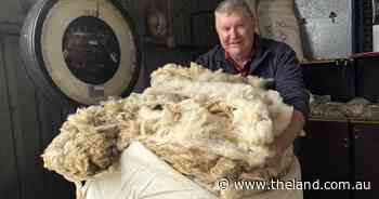 'A very profitable article in the paddock': sheep farmers on a meat and wool boom