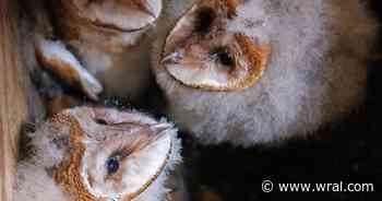 Thousands watch barn owls grow up on NC owl cam