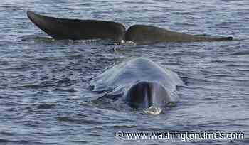 Endangered pregnant whale found dead on bow of Royal Caribbean cruise ship in Alaska