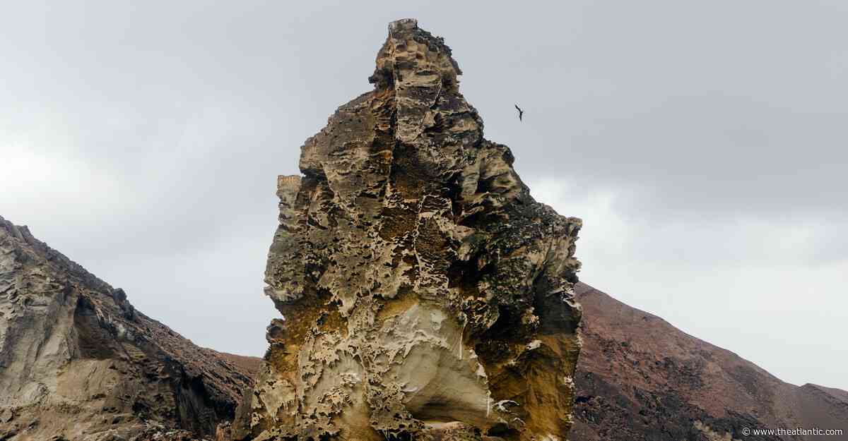 Darwin spent only five weeks in the Galápagos. He ate tortoise, rode tortoise, and drank tortoise urine