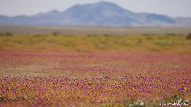 Atacama destacó con un crecimiento de 10,5% en el primer trimestre mientras que 10 regiones anotaron caídas en el PIB