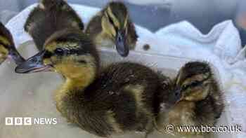 Rescued sewage work eggs hatch into five ducklings