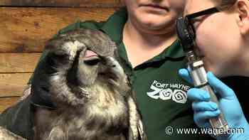 Exclusive look behind-the-scenes with Fort Wayne Zoo's vet staff