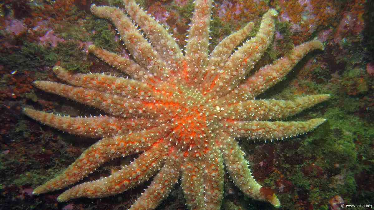 Lawsuit aims to put sunflower sea stars on endangered species list