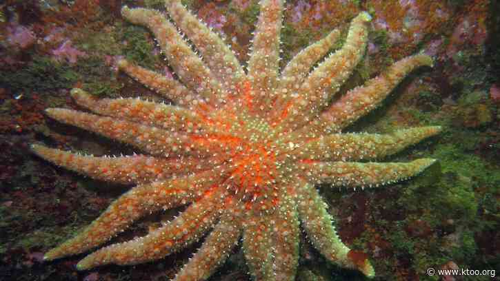 Lawsuit aims to put sunflower sea stars on endangered species list