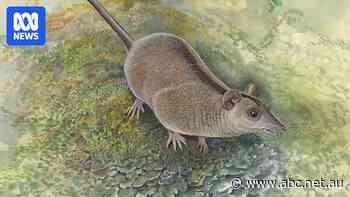 Fossilised teeth plug 30-million-year marsupial evolution gap