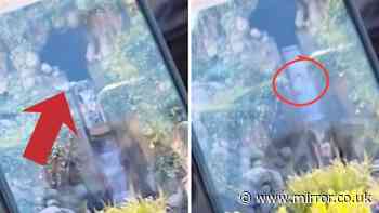 Horror at Disneyland as boy, 13, plunges down 50-foot drop after climbing out of ride