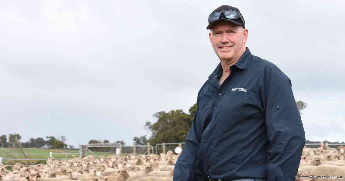 'Very profitable': Where sheep sit relative to cropping in the current market
