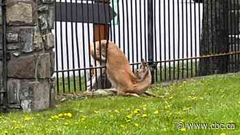 A deer stuck in a fence gets rescued | The Moment