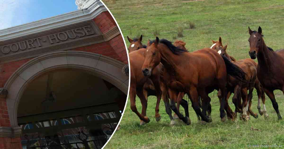 Why an illegal knackery operator in the Riverina escaped heavy court fines