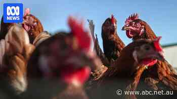 PNG reverses bird flu ban on Australian chicken and egg imports