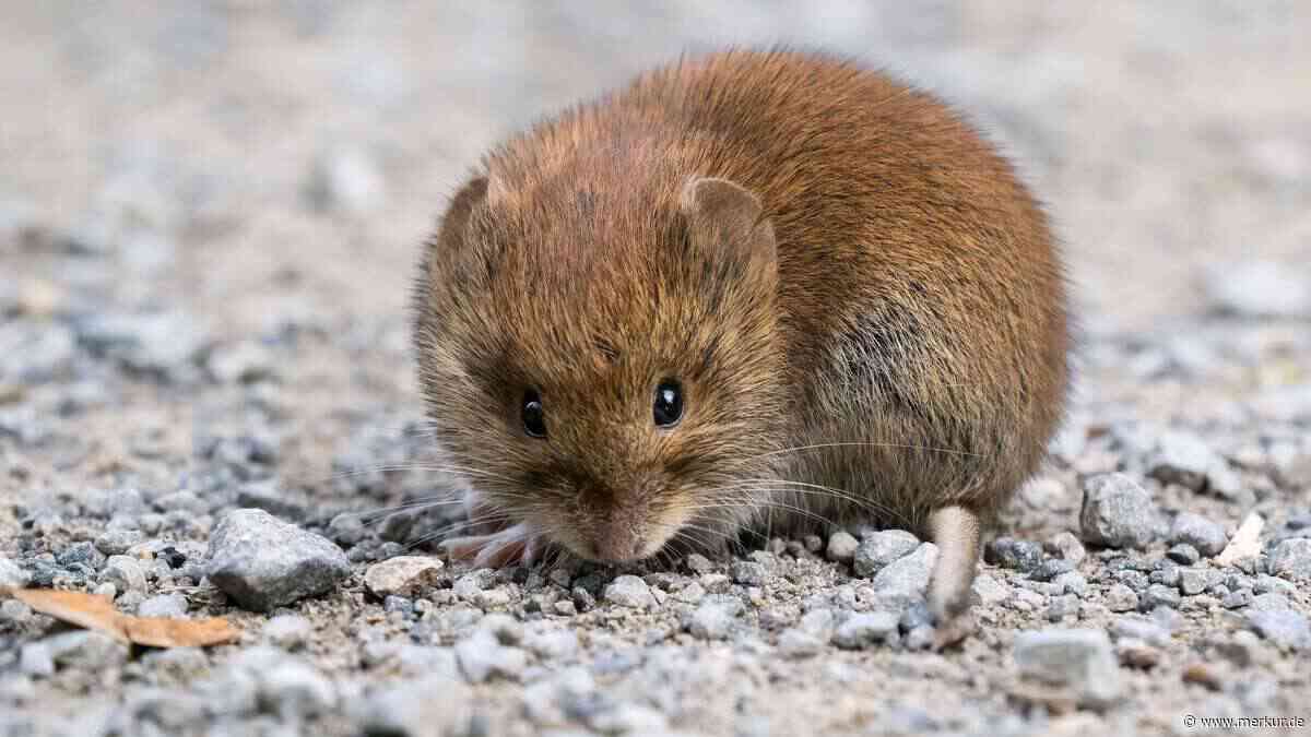 Wühlmäuse wüten im Garten: Ein vergessener Becher aus dem Kühlschrank treibt sie weg