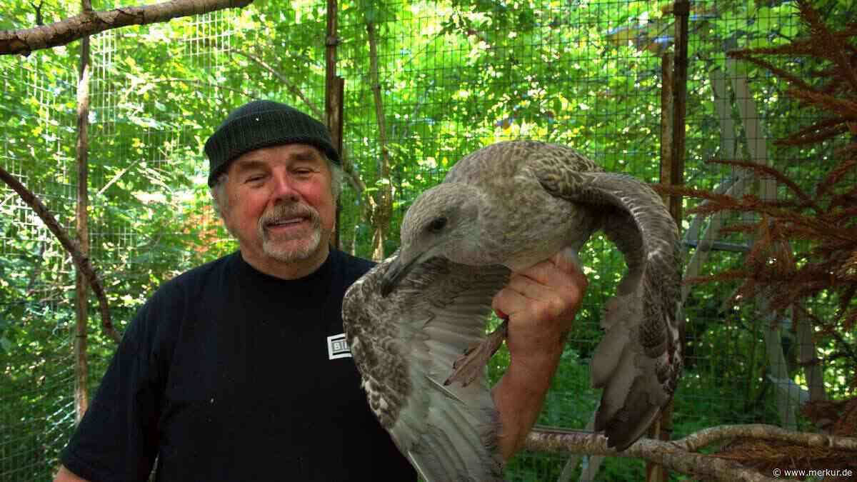 Tier-Drama in Innenhof: Möwe nun auf Küken-Raubzug – Gefahr für heimische Vögel?