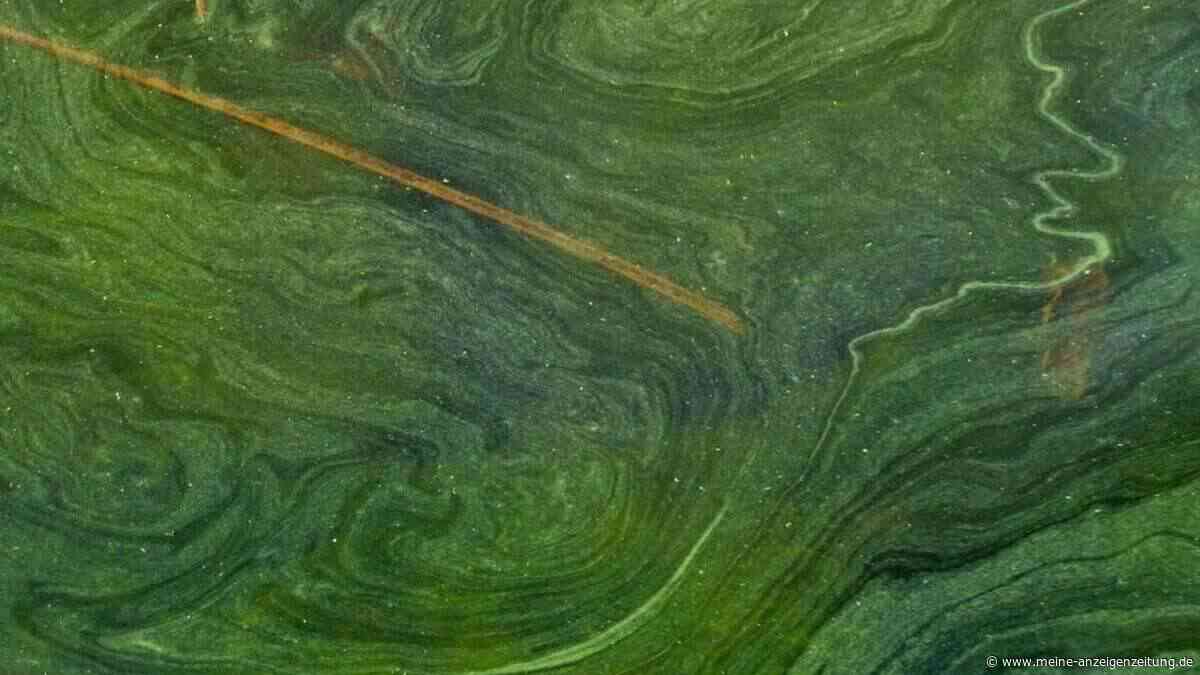Badeverbot am Ebertshausener See: Blaualgen erneut nachgewiesen