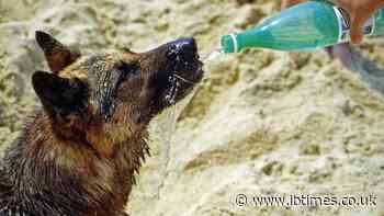 Your Dog Could Die in This Heat: Eight Ways to Keep Pets Safe as Europe Bakes
