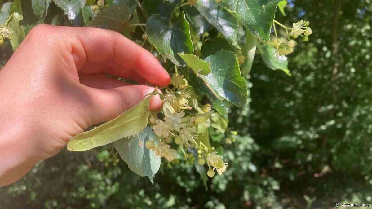 Von der Linde in die Tasse: So ernten und trocknen Sie Lindenblüten richtig
