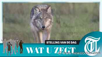 Stelling:  probleemwolf eerder afschieten