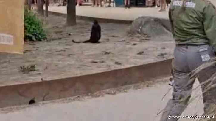 Ontsnapte aap zat al dagenlang los in park Beekse Bergen, maar is nog zoek