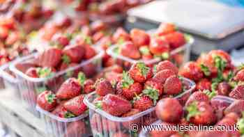 I tried three punnets of Sainsbury's strawberries to find the best - 1 was so sweet