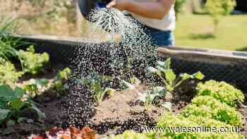 I asked experts the best time to water plants when it's hot – 1 unanimous answer