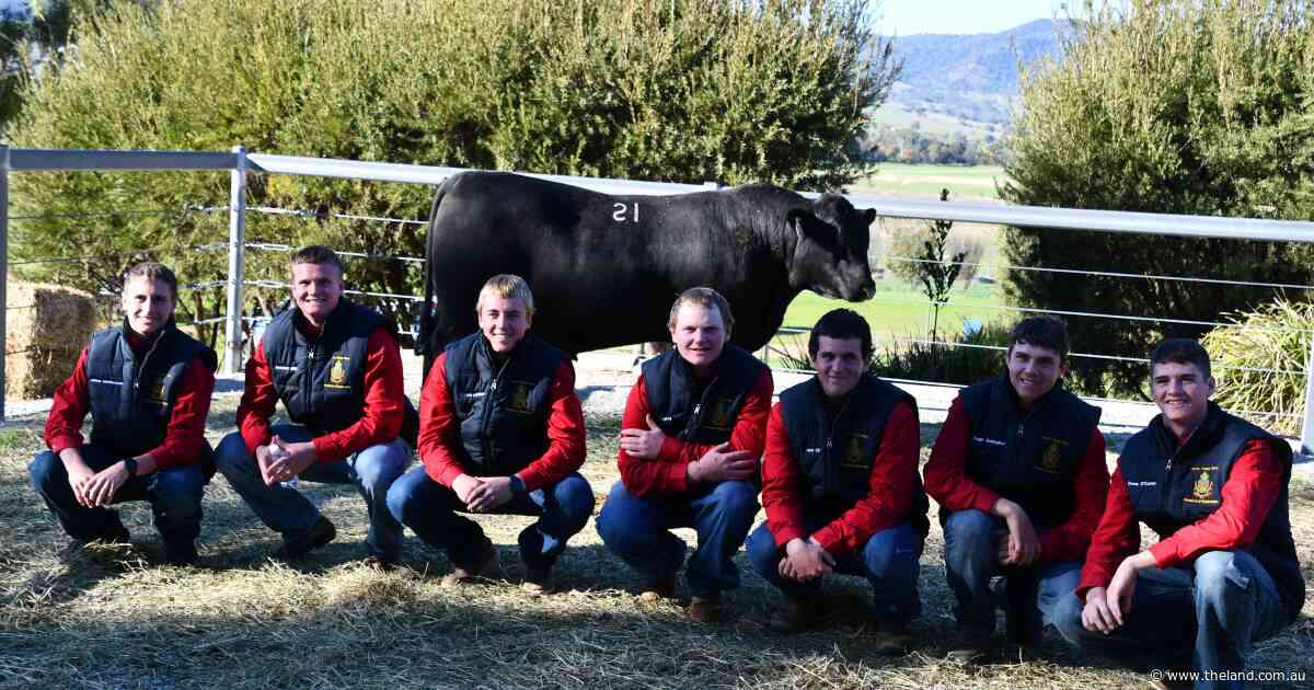 The birthweight and EMA data that drove a record price at Farrer Angus sale