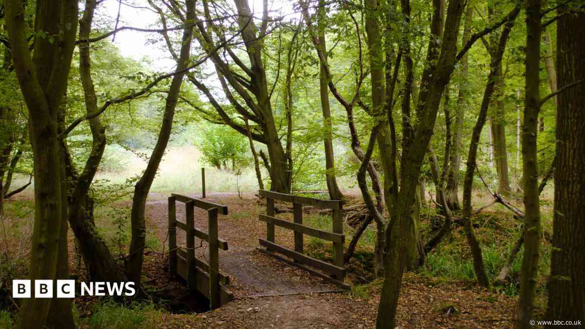 Survey finds 'significantly more' ancient woodland