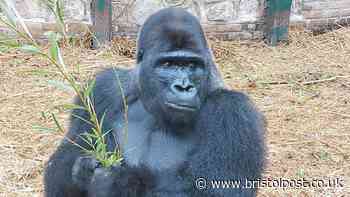 Bristol Zoo bring in new silverback gorilla after death of Jock