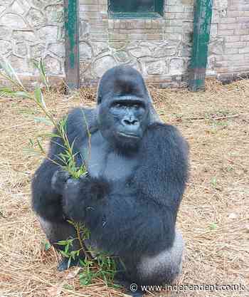 Bristol Zoo Project welcomes new silverback to lead troop following popular gorilla’s death