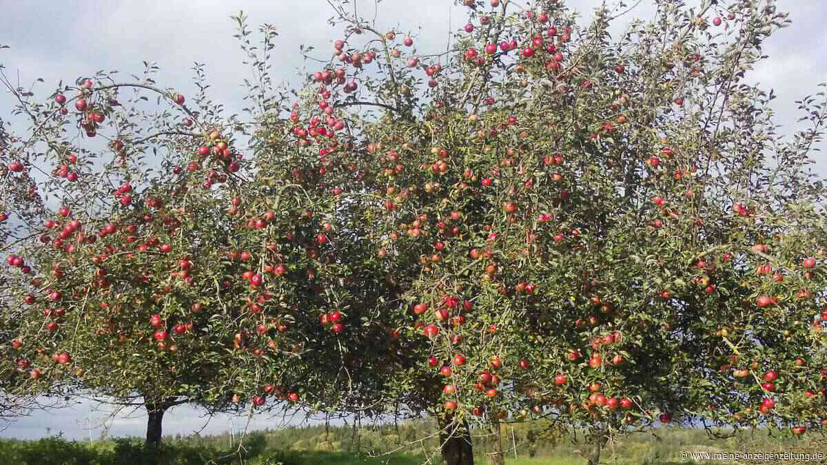Streuobstwiesen: Landkreis Freising zahlt bis zu 100 Prozent Förderung