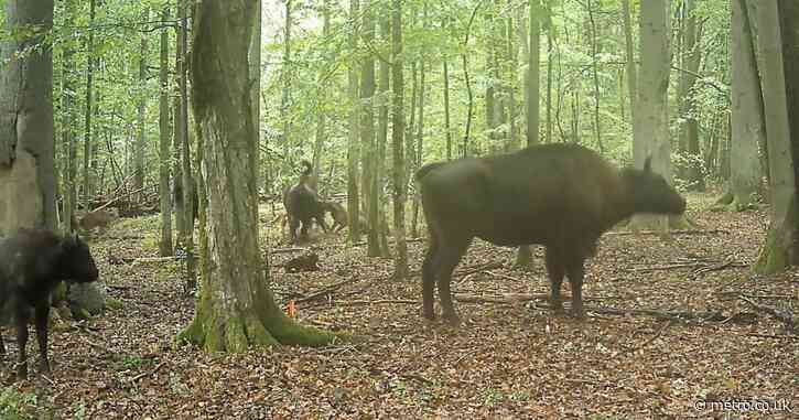 Family of bison fight off pack of wolves to protect calf being attacked