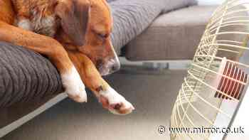 Keep your dog safe in 40C heat dome with simple five-second test