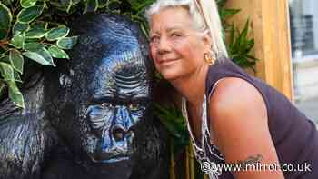 London goes ape for Caesar the fibreglass gorilla after he was evicted from his home