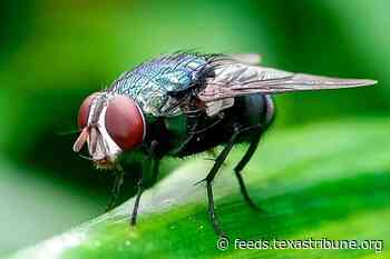 As New World screwworm reaches Texas, Trump officials race to breed more sterile flies