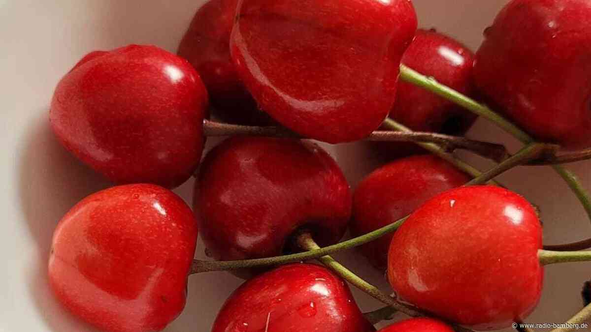 Suche nach der schwersten Kirsche der Fränkischen Schweiz läuft wieder