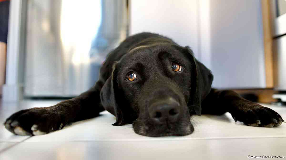 RSPCA issues 'lockdown' alert with pet owners told 'take action now'