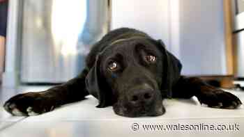 RSPCA issues 'lockdown' alert with pet owners told 'take action now'