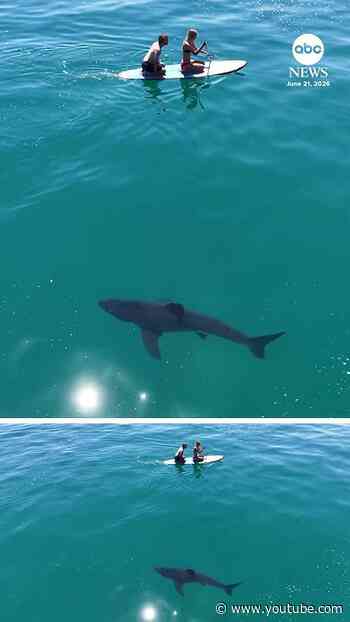 Shark stalks paddleboarders off coast of California