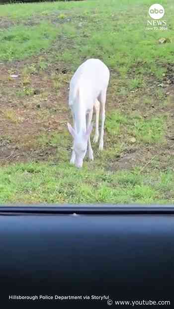 Rare albino deer spotted in North Carolina