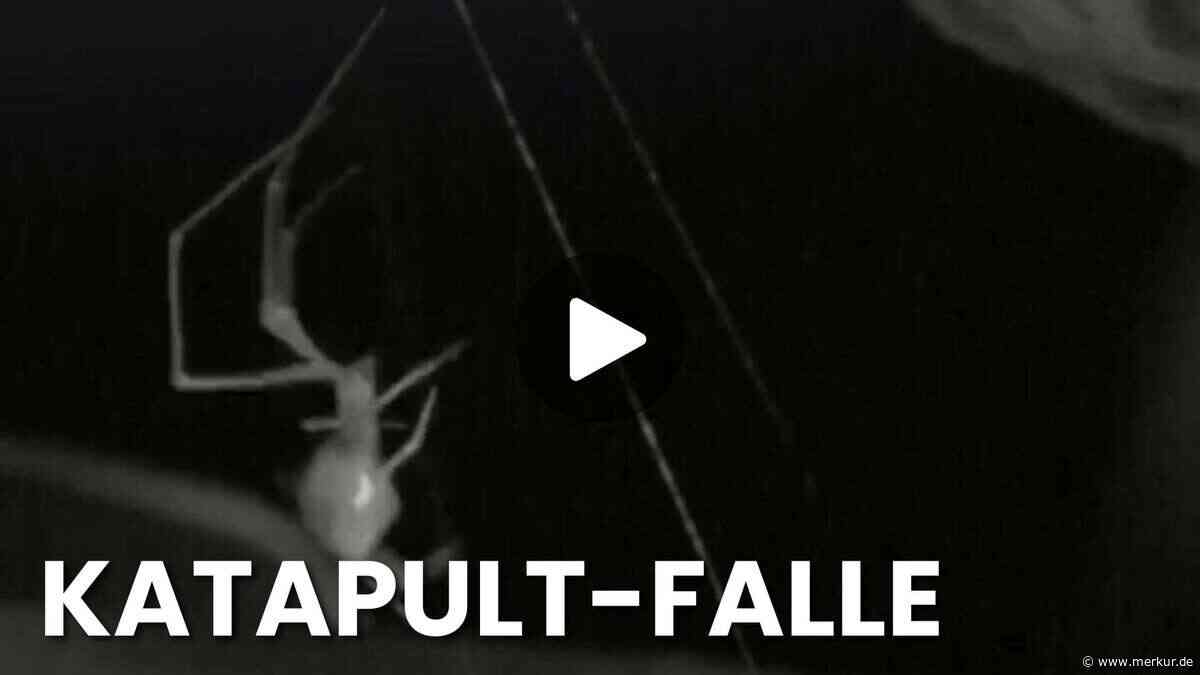 Ballista-Spinne im Video: So jagt sie Ameisen mit einer neuen Falle